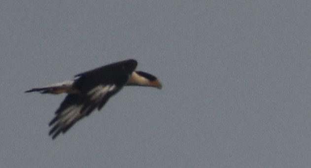 Crested Caracara (Northern) - ML181614211