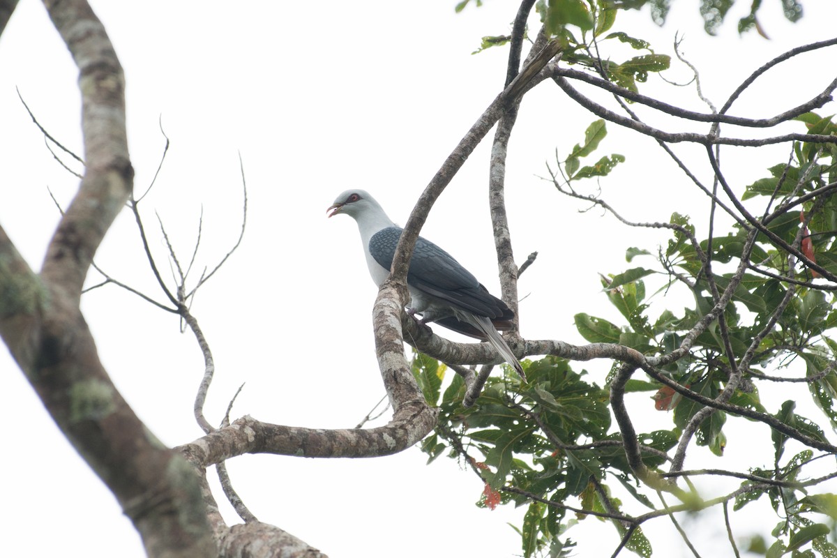 Pale Mountain-Pigeon - ML181614441