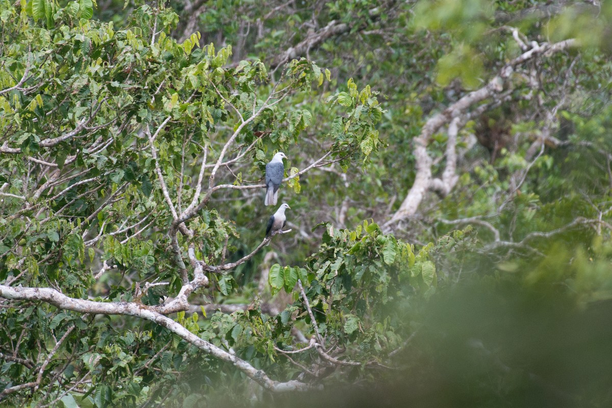 Pale Mountain-Pigeon - ML181614451