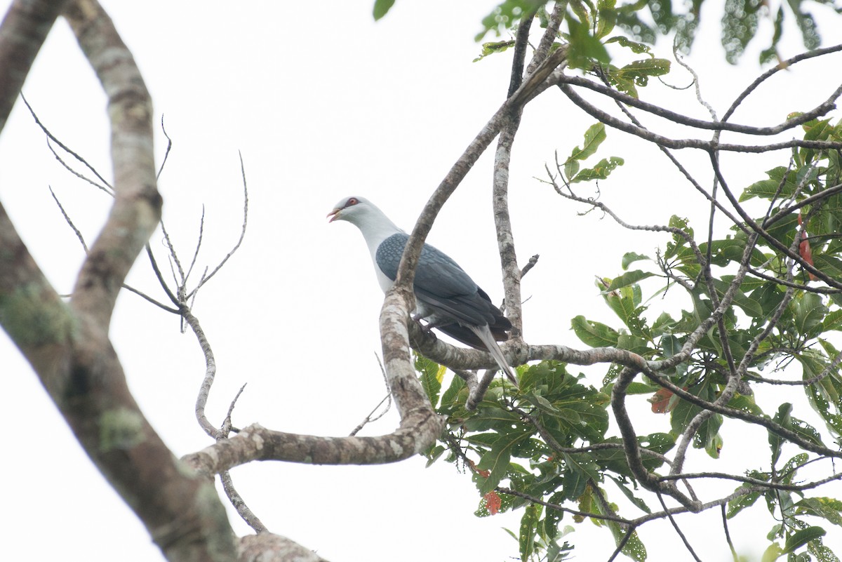 Pale Mountain-Pigeon - ML181614461