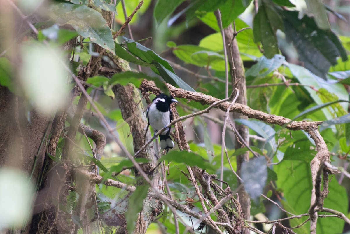 Black-and-white Monarch - ML181615331