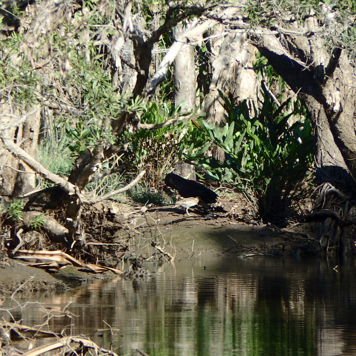 Latham's Snipe - ML181617011