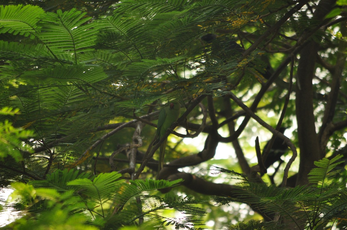 Rose-ringed Parakeet - ML181618411