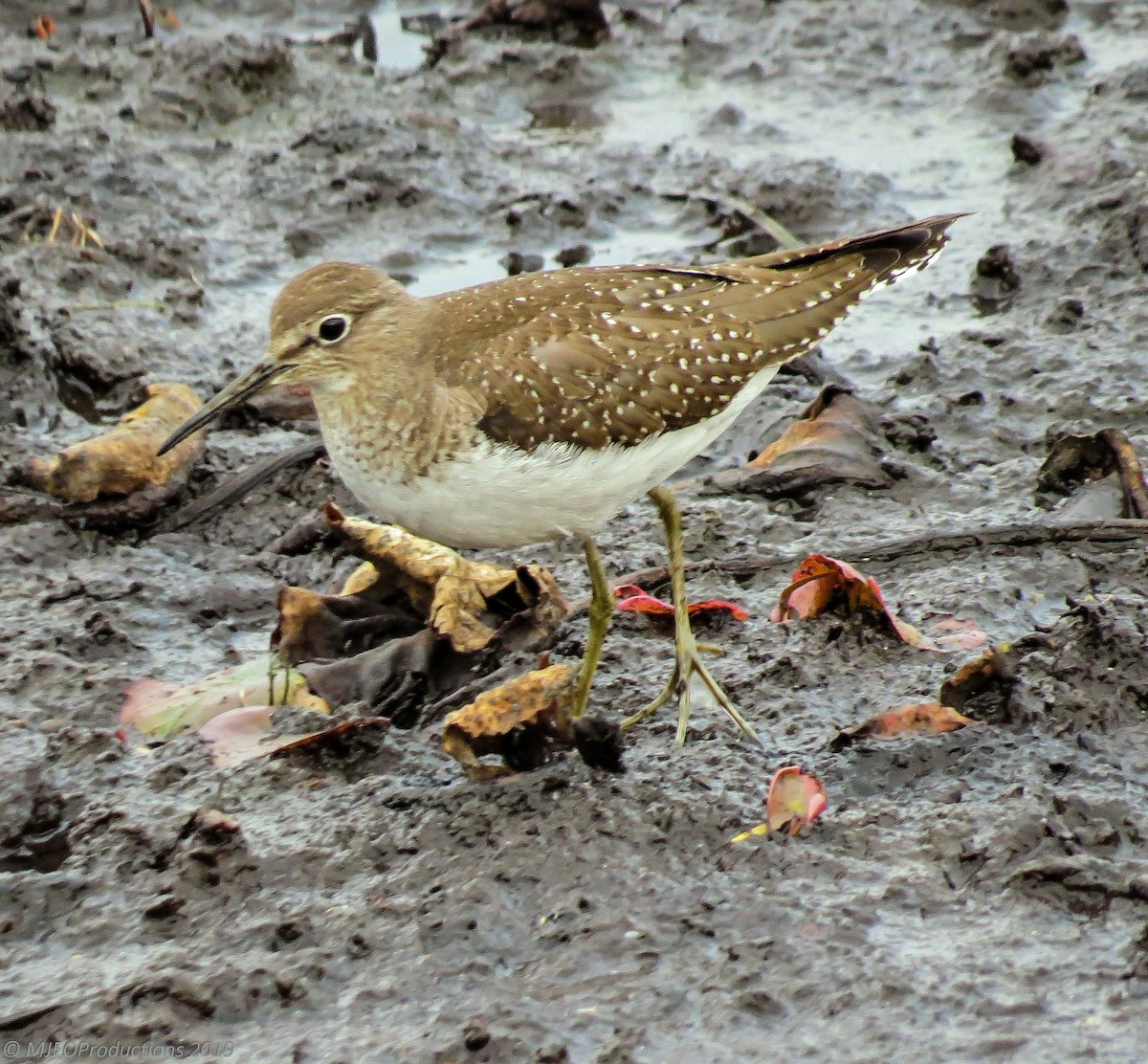 Solitary Sandpiper - ML181620251