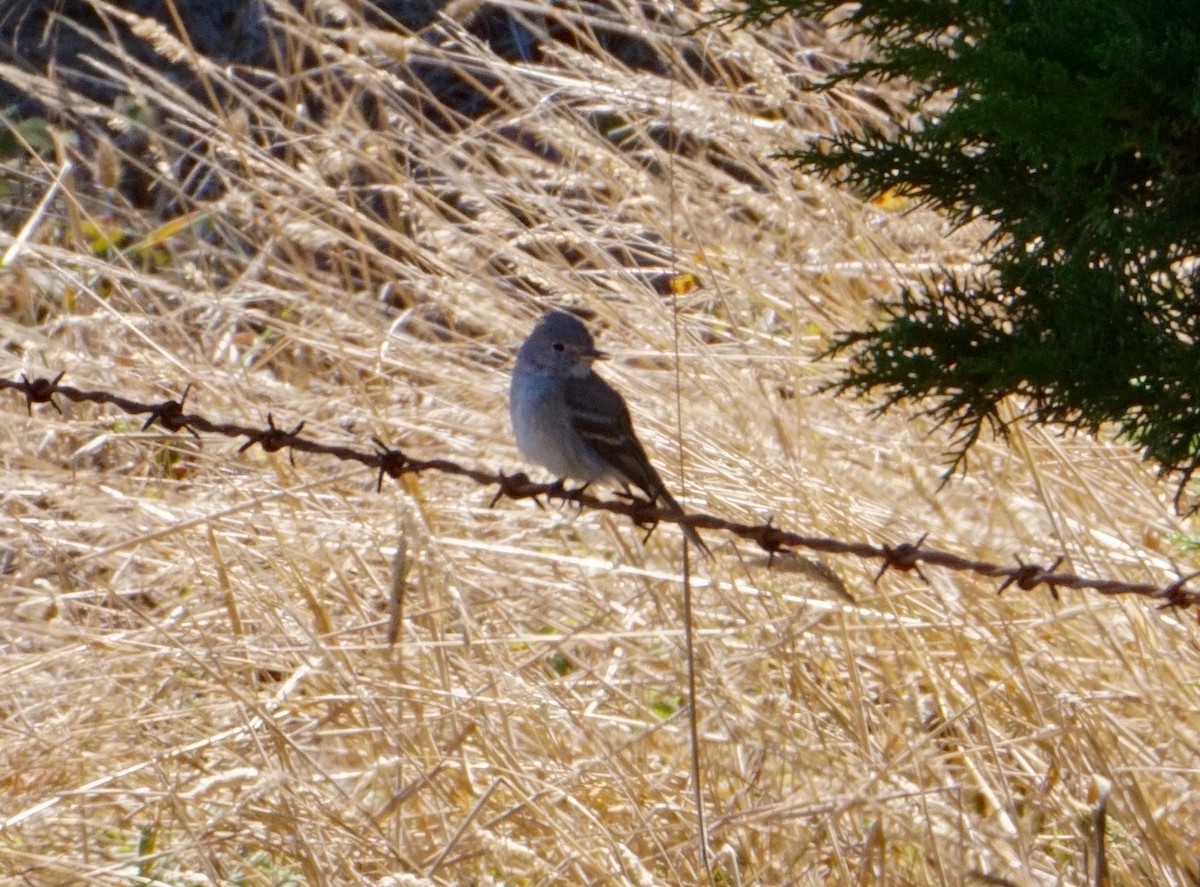 Gray Flycatcher - ML181621971