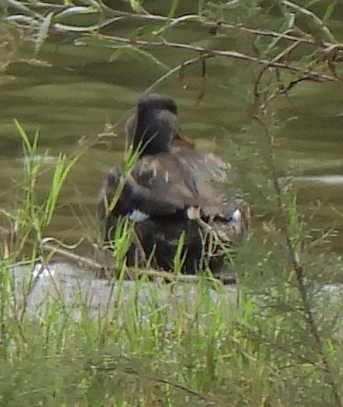 Gadwall - ML181622681