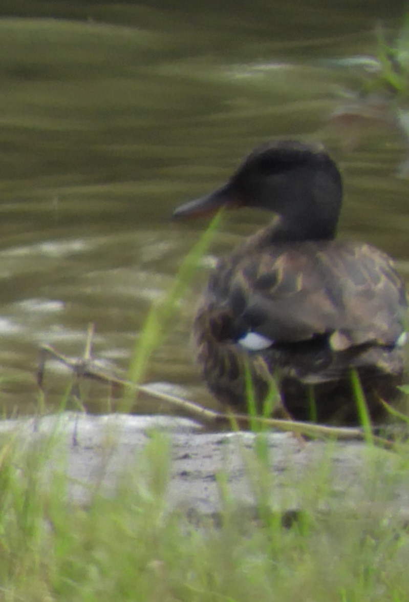 Gadwall - ML181622701