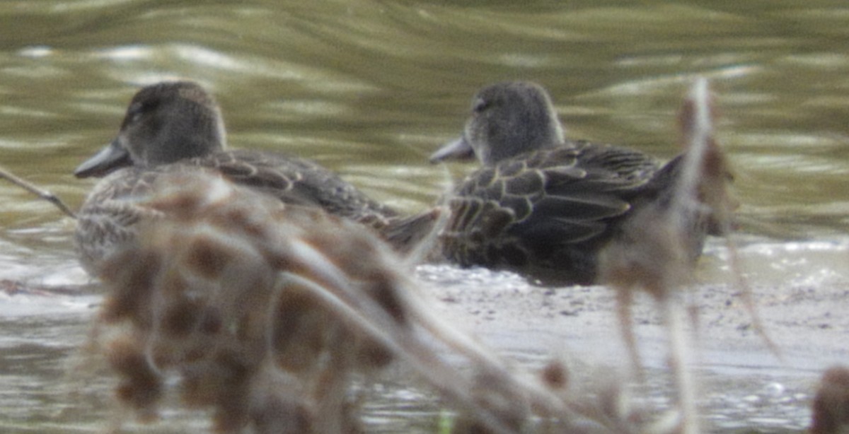 Blue-winged/Cinnamon Teal - ML181622721