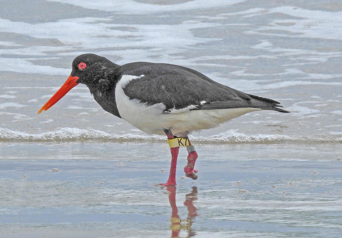 Pied Oystercatcher - Michael Hatton