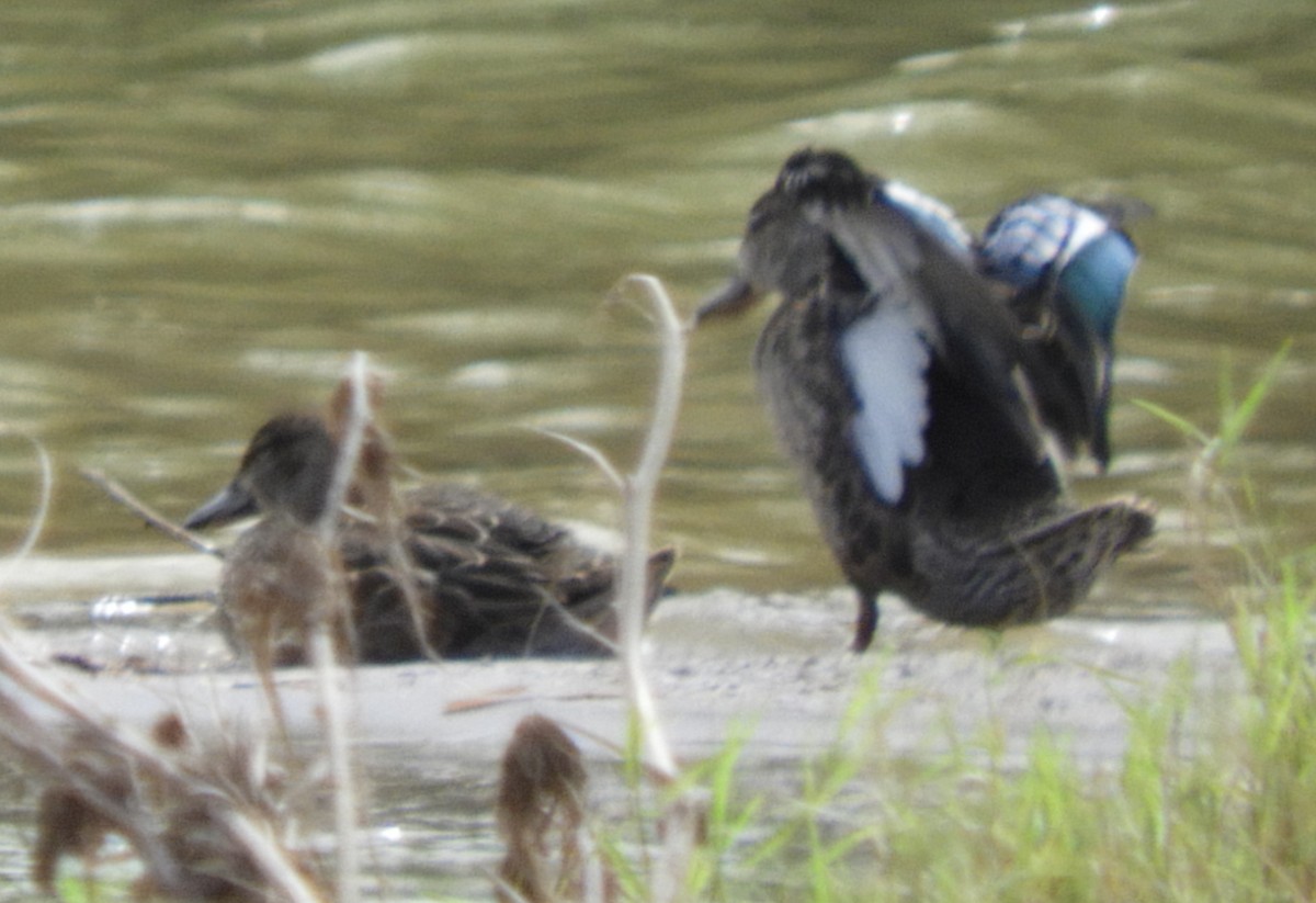 Blue-winged/Cinnamon Teal - ML181622781