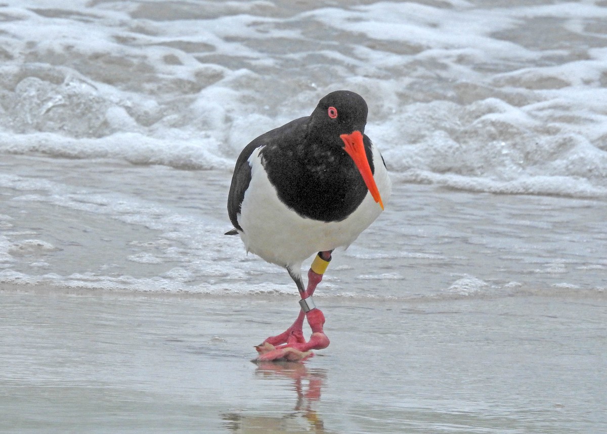 Pied Oystercatcher - ML181622851