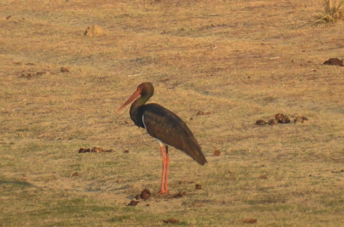 Black Stork - ML181623431