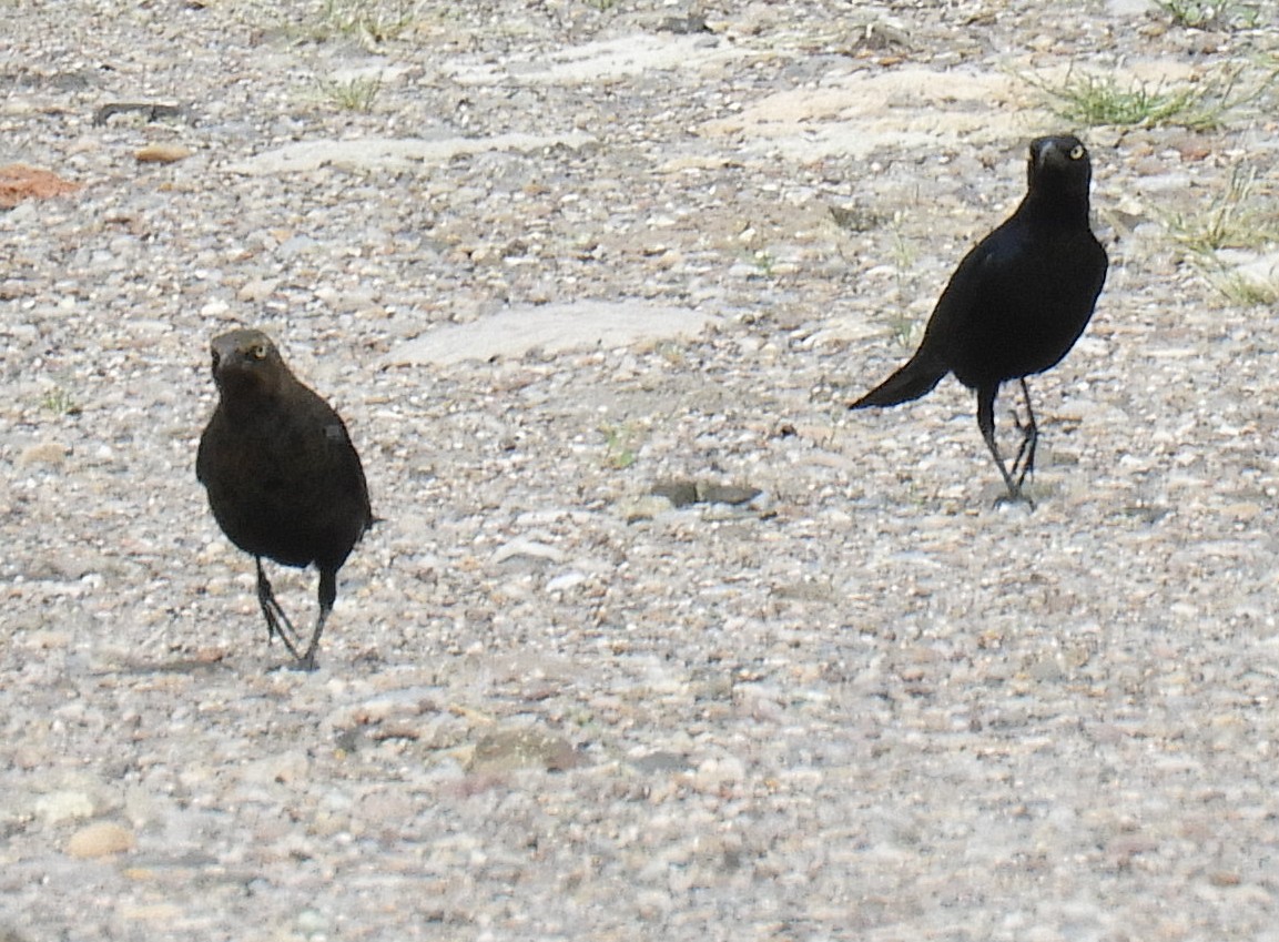 Brewer's Blackbird - ML181624161