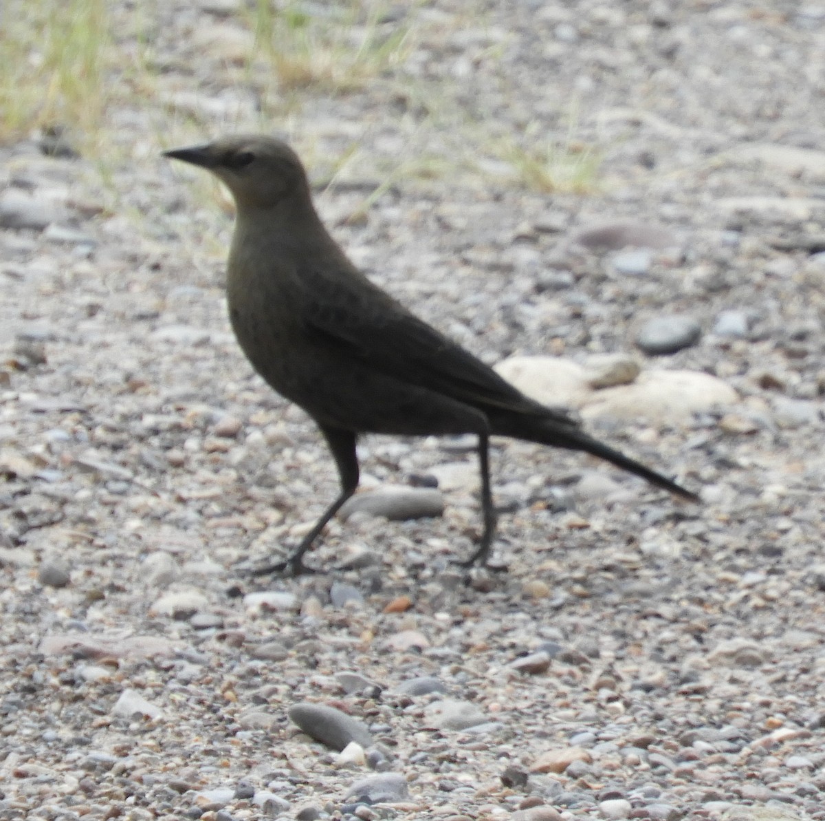 Brewer's Blackbird - ML181624291