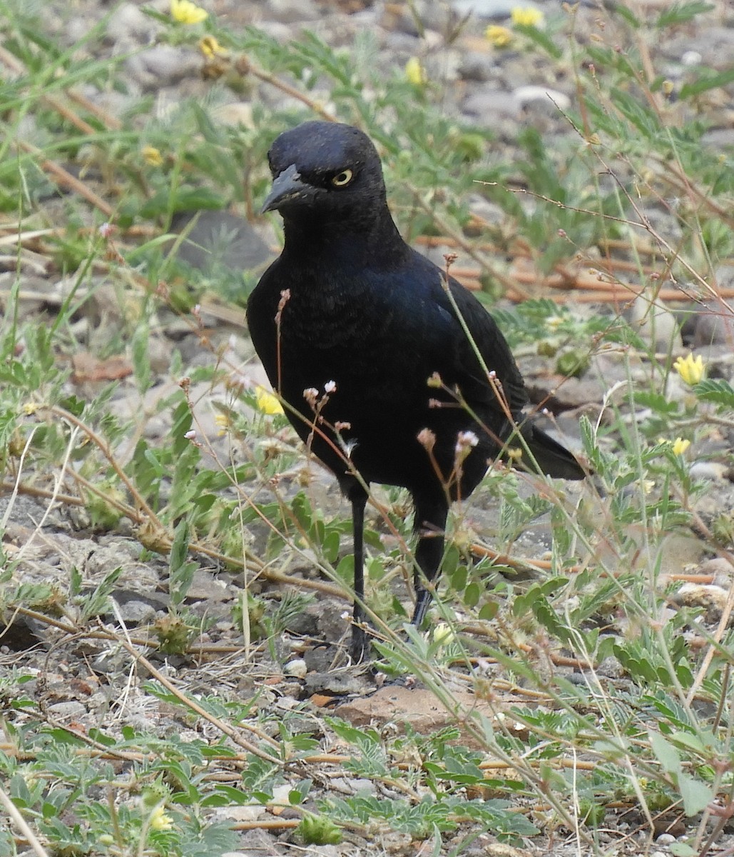 Brewer's Blackbird - ML181624341