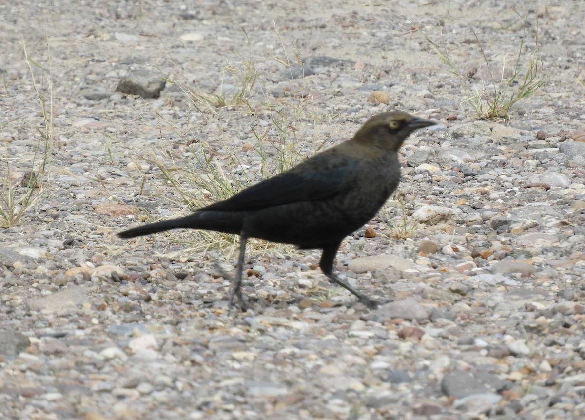 Brewer's Blackbird - ML181624501