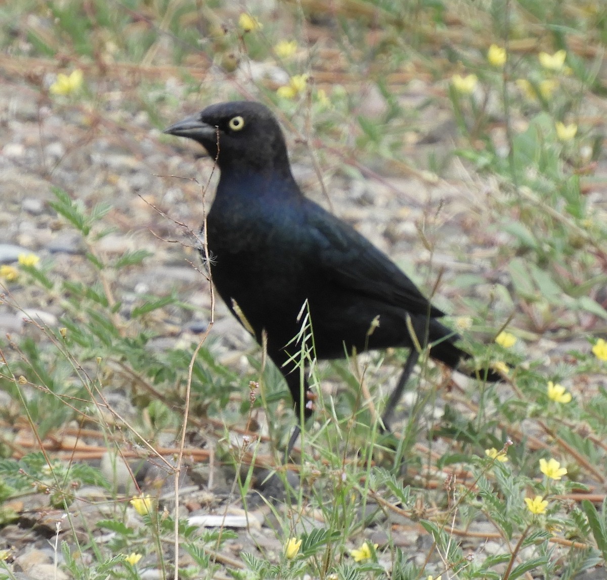 Brewer's Blackbird - ML181624511