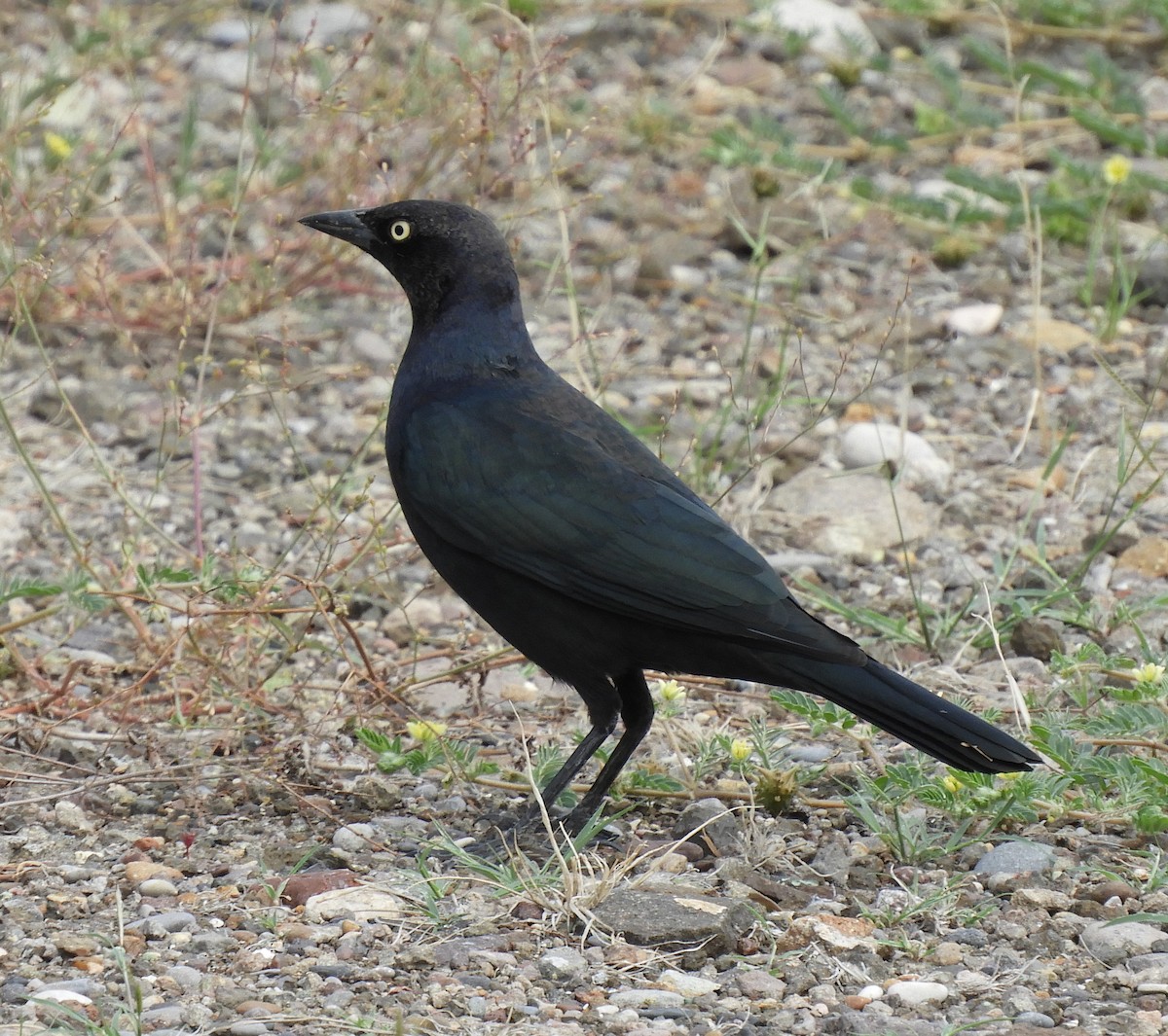 Brewer's Blackbird - ML181624521