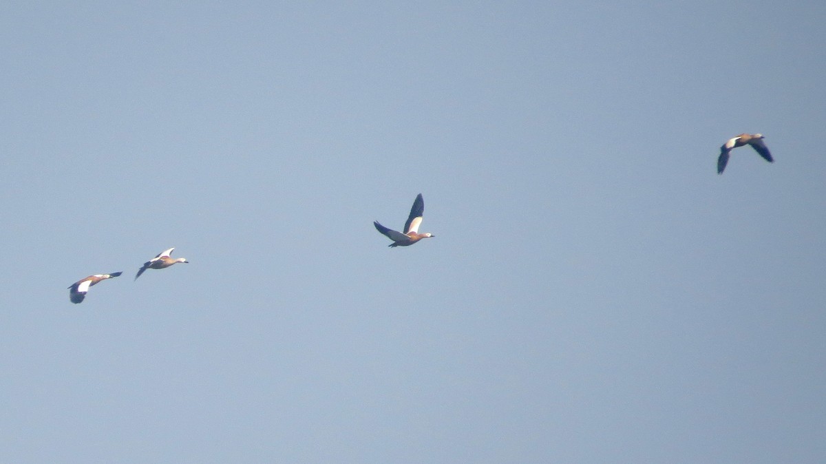 Ruddy Shelduck - ML181624921