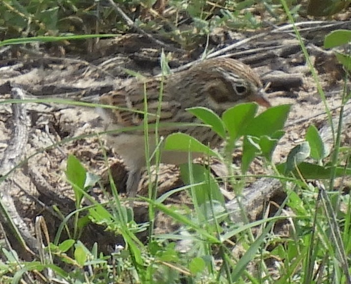 Vesper Sparrow - ML181625191