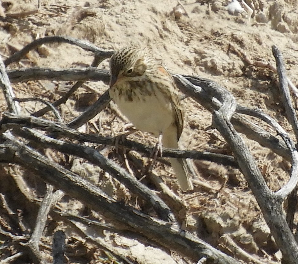 Vesper Sparrow - ML181625311