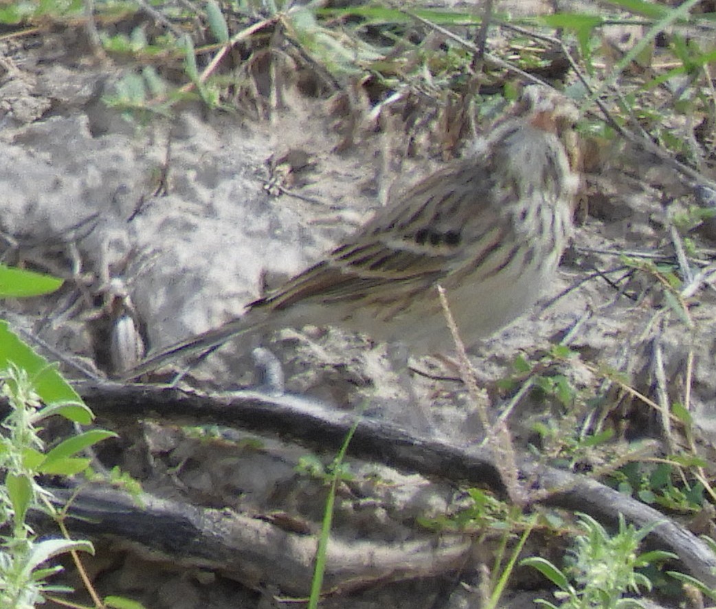 Vesper Sparrow - ML181625371