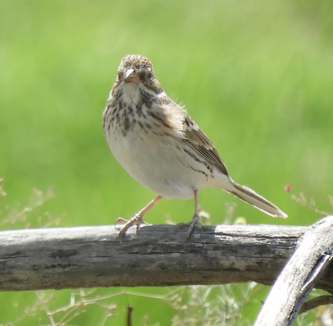 Vesper Sparrow - ML181625431