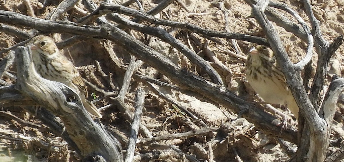 Vesper Sparrow - ML181625451