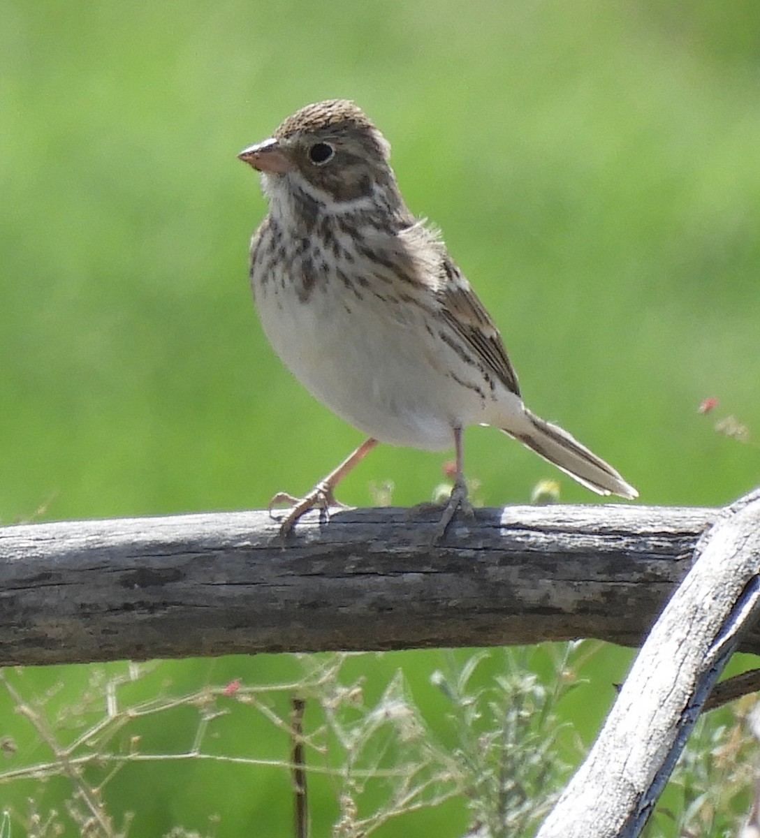 Vesper Sparrow - ML181625461