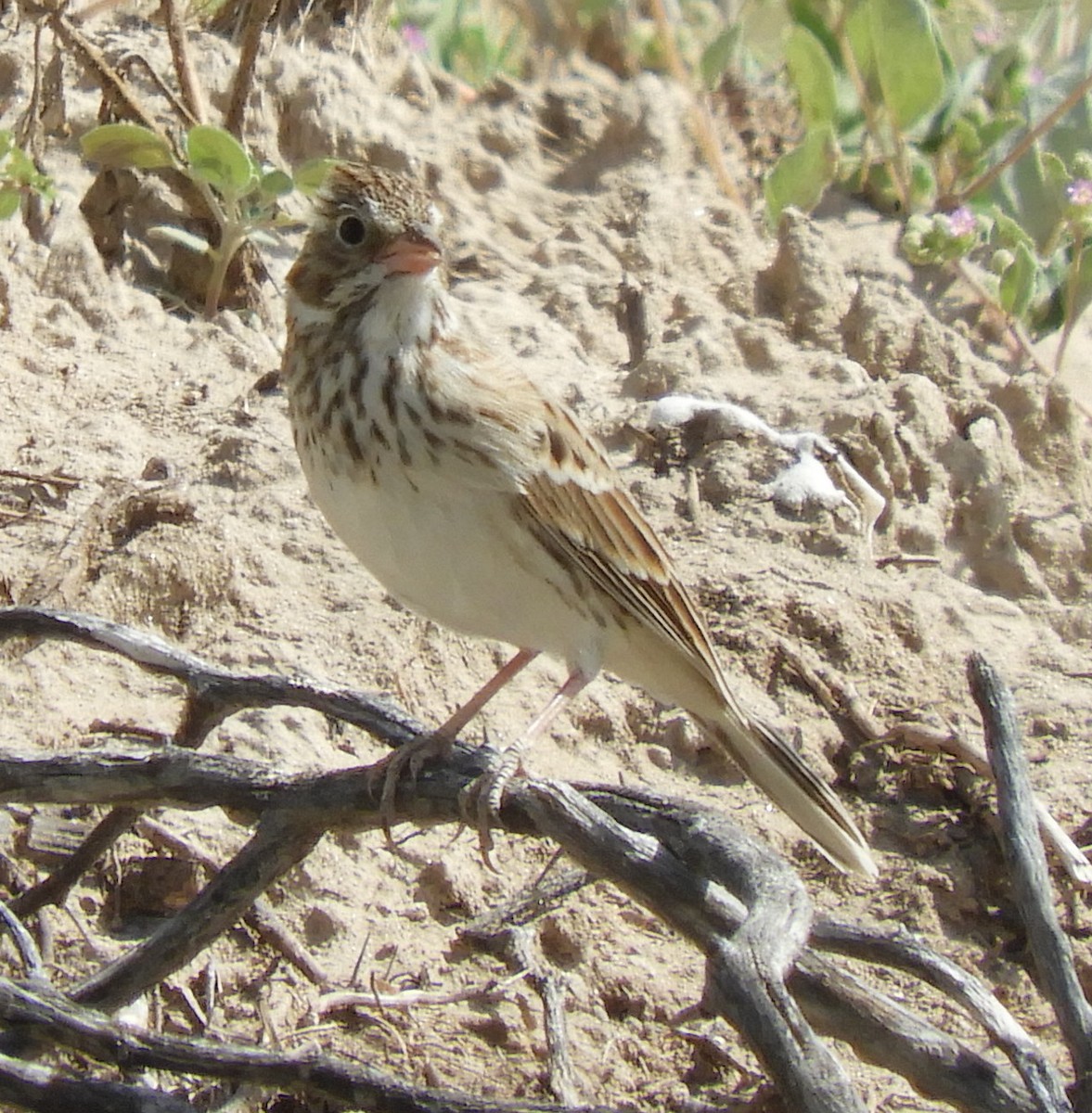 Vesper Sparrow - ML181625471