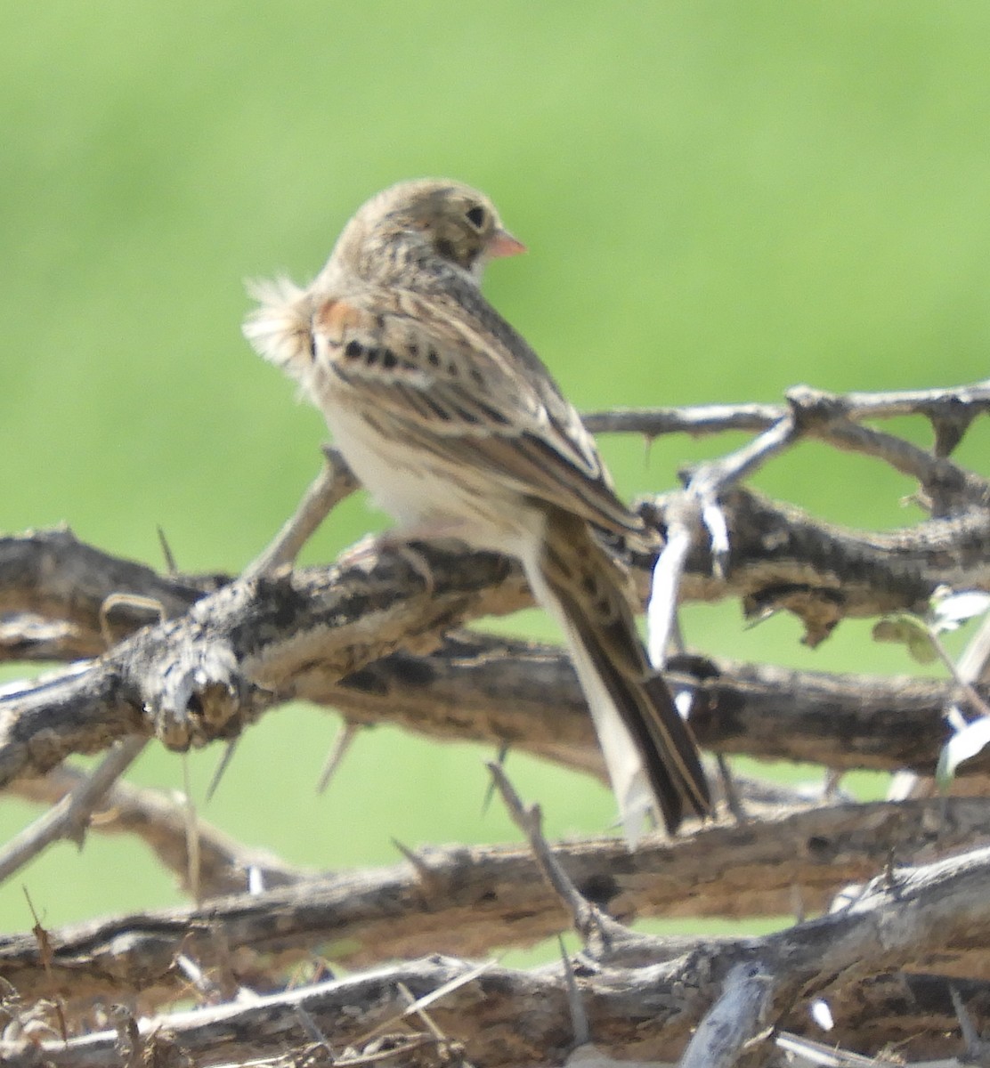 Vesper Sparrow - ML181625491