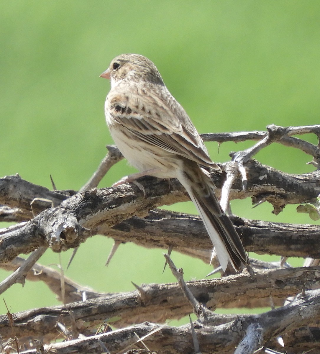 Vesper Sparrow - ML181625501