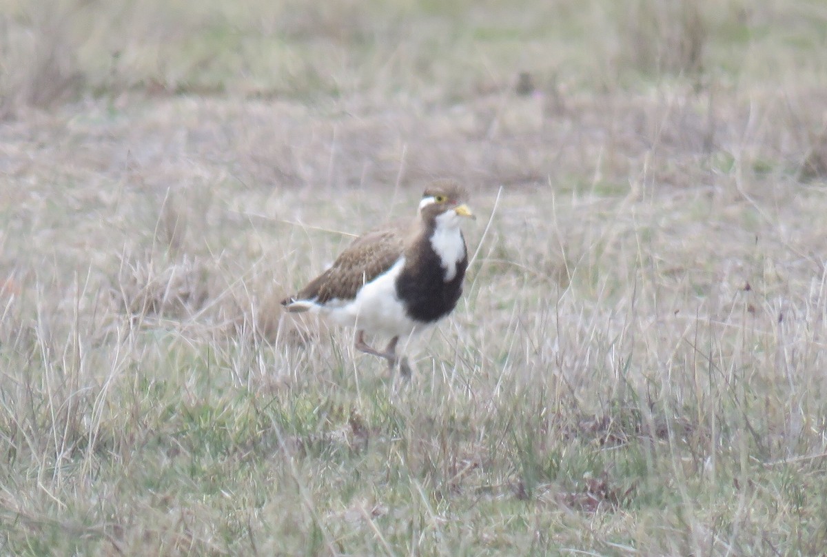 Banded Lapwing - ML181628291