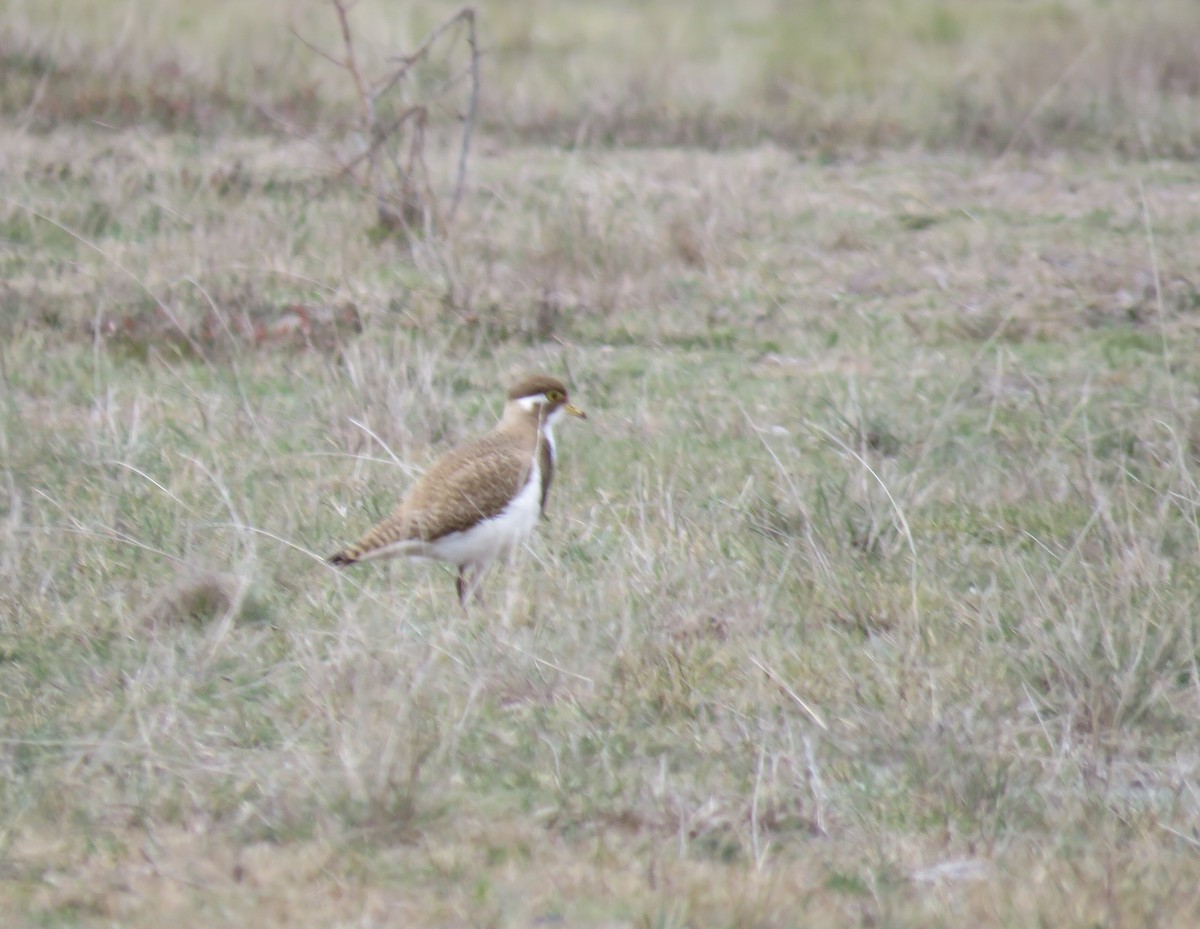 Banded Lapwing - ML181628311