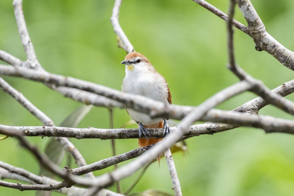 Yellow-chinned Spinetail - ML181629611