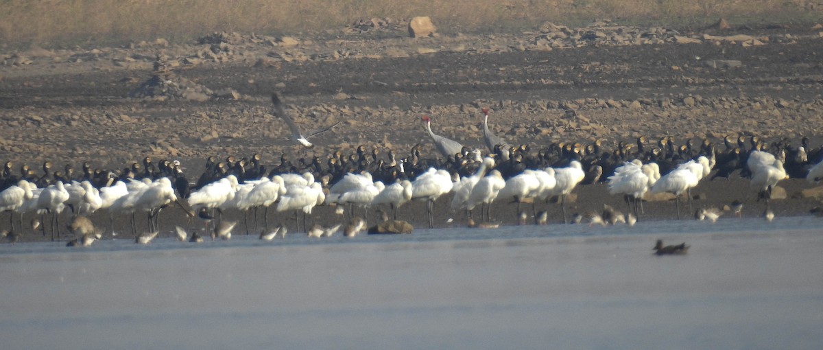 Sarus Crane - ML181629841