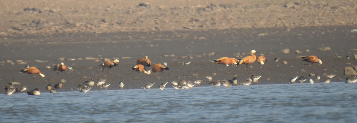 Ruddy Shelduck - ML181629901