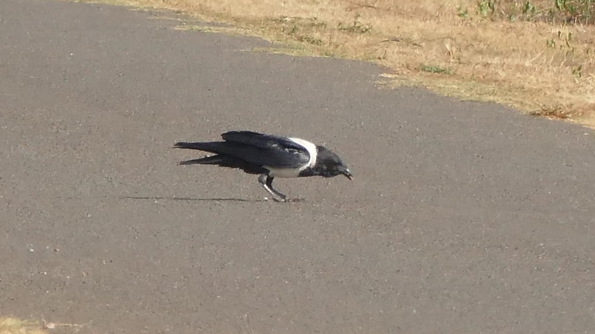 Pied Crow - ML181630131