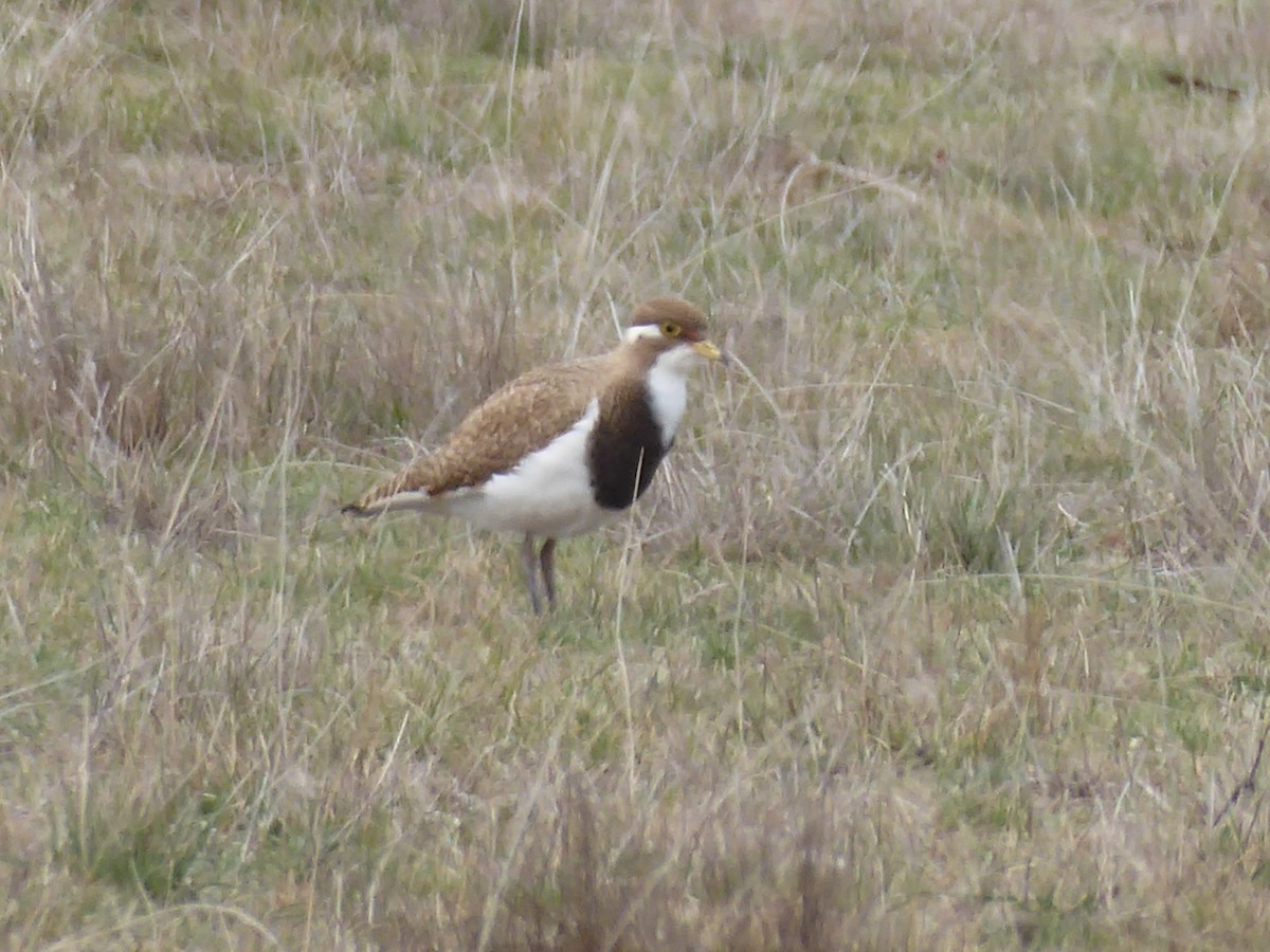 Banded Lapwing - ML181630161