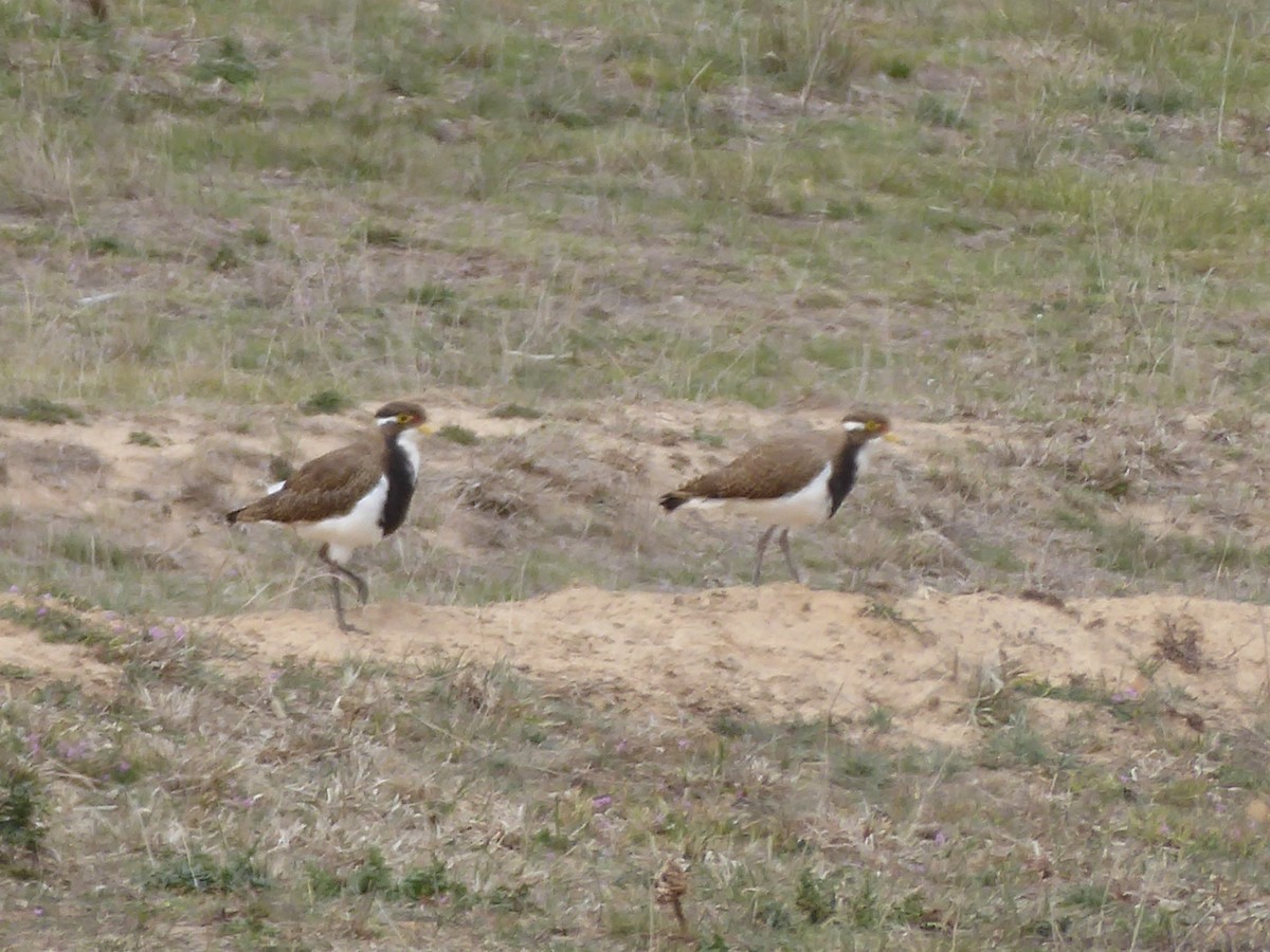 Banded Lapwing - ML181630181