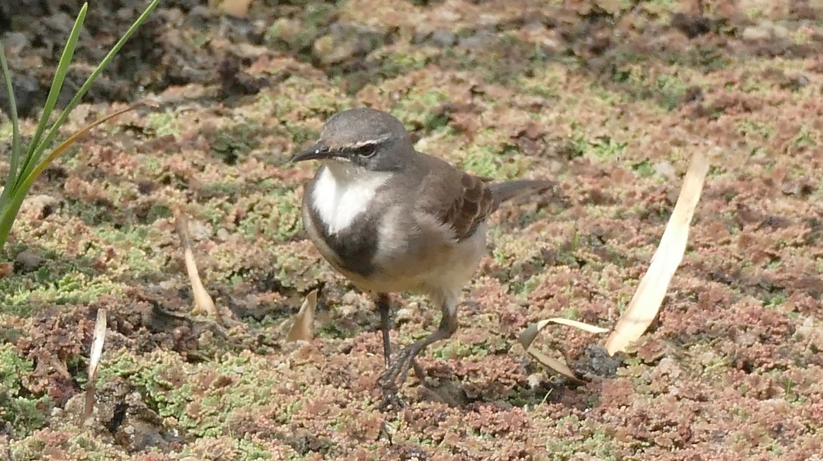 Cape Wagtail - ML181630571