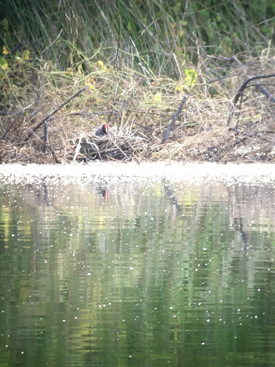 Eurasian Moorhen - ML181632211