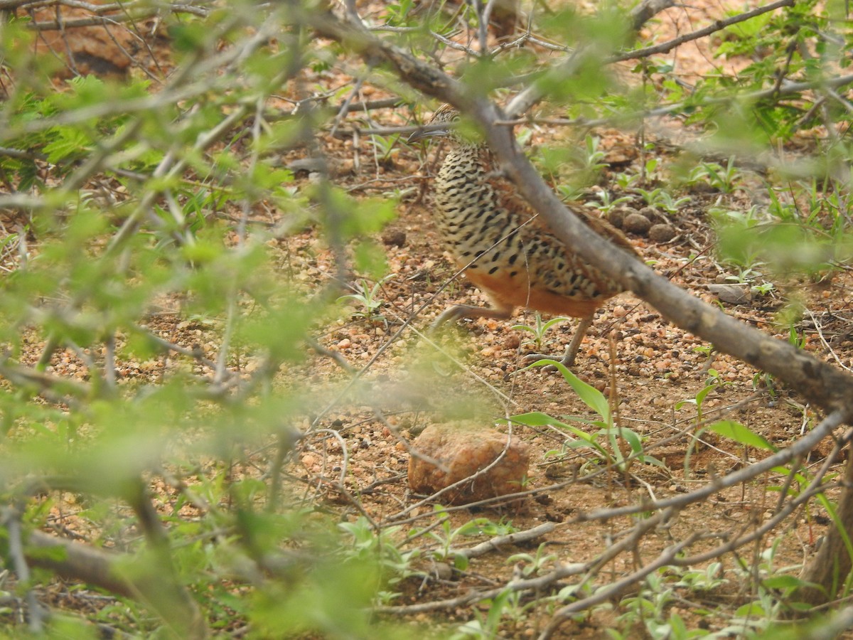 Barred Buttonquail - ML181634131