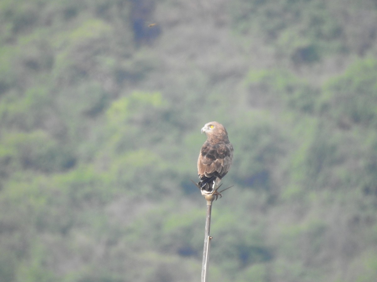 Short-toed Snake-Eagle - ML181634171