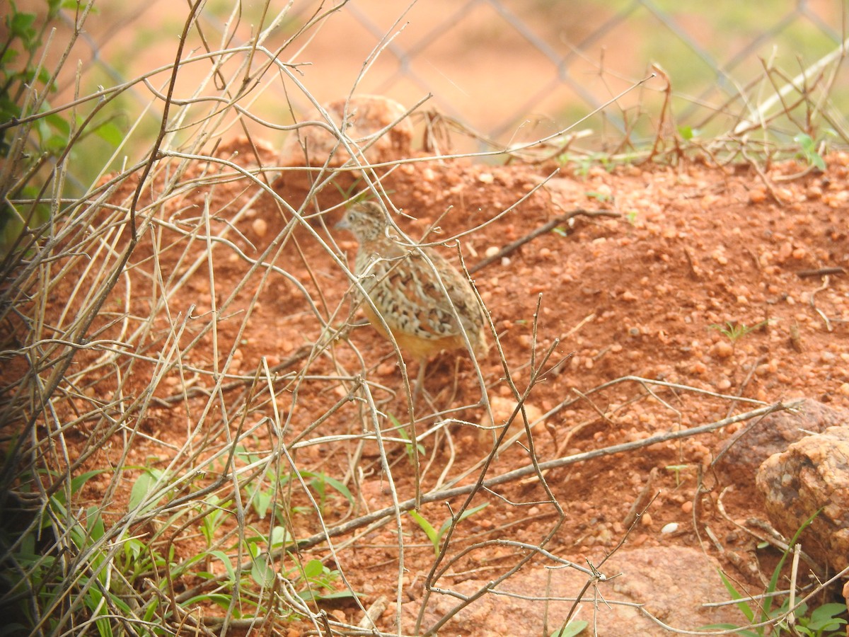 Barred Buttonquail - ML181634181