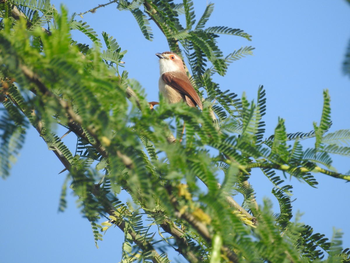 Yellow-eyed Babbler - ML181634651