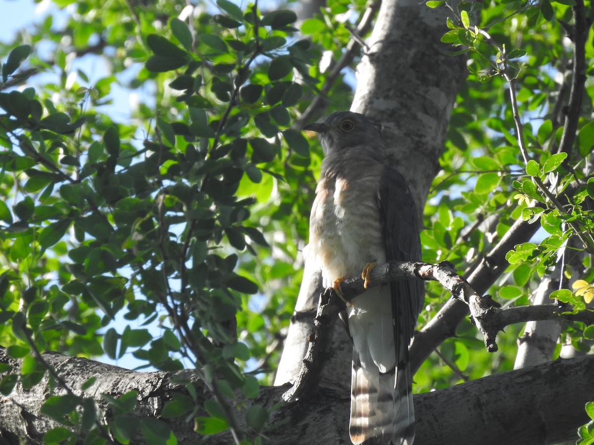 Common Hawk-Cuckoo - ML181634661