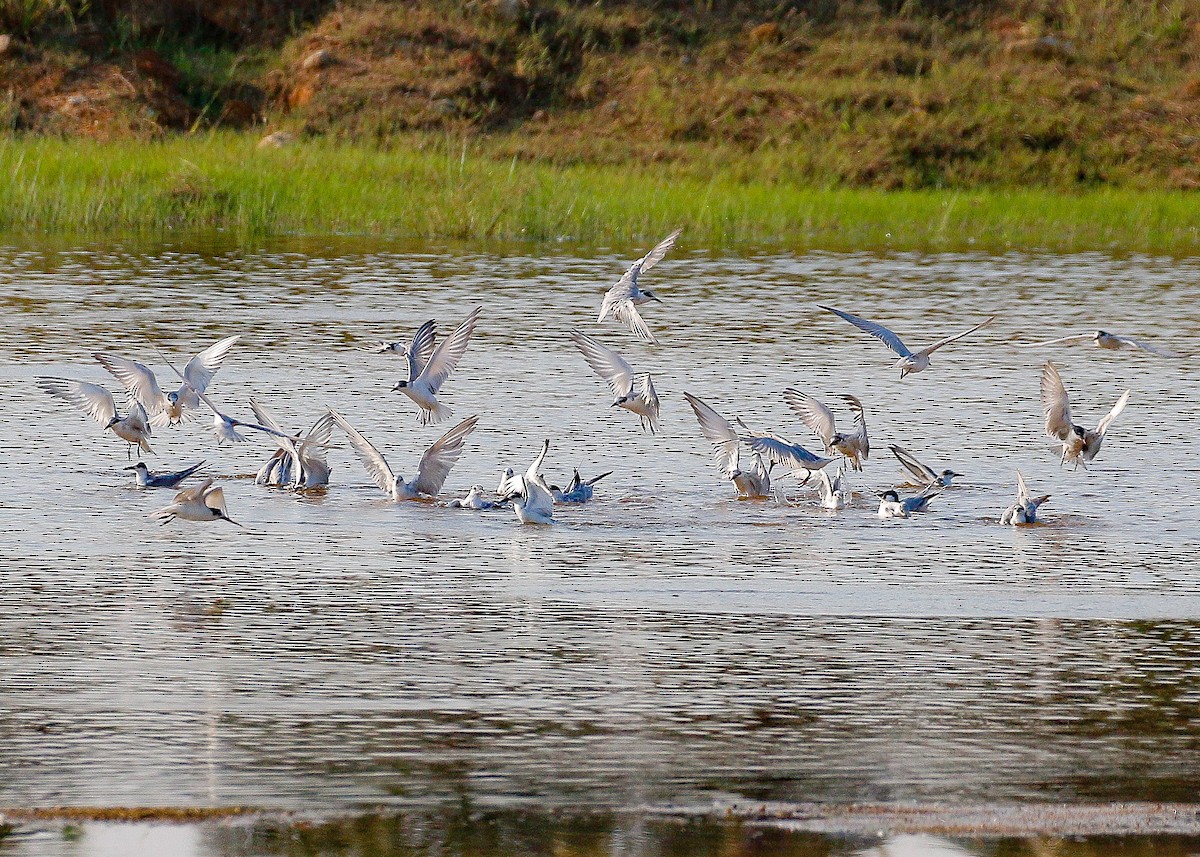 Whiskered Tern - ML181634971