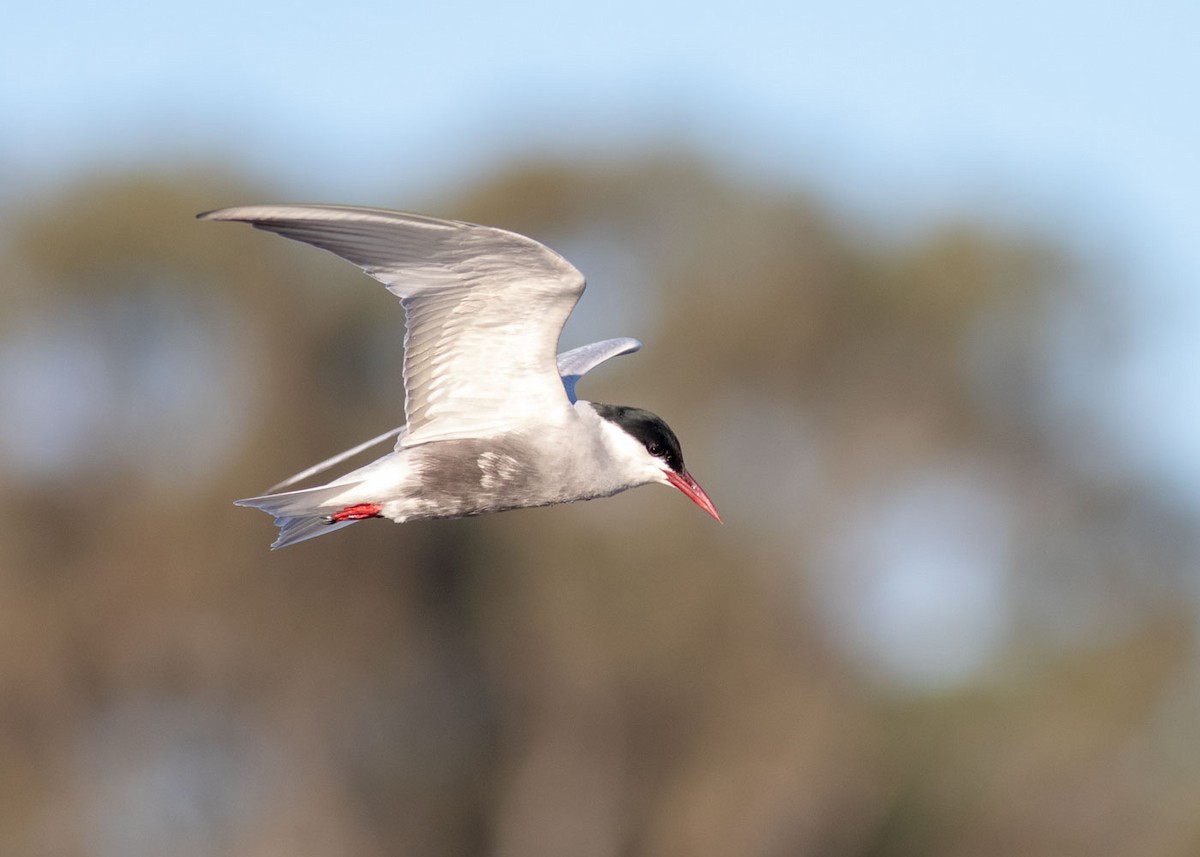 Whiskered Tern - Stephen Murray