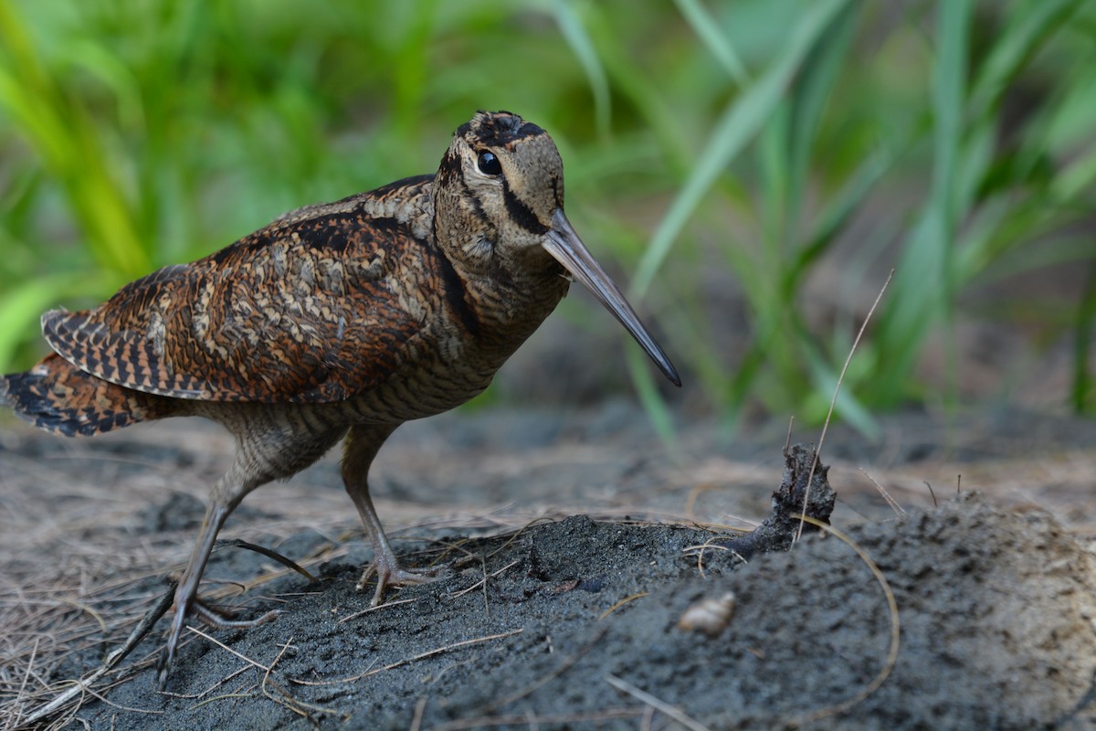 Eurasian Woodcock - ML181637191